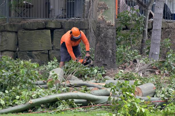 Best Stump Grinding Near Me  in Fort Ashby, WV